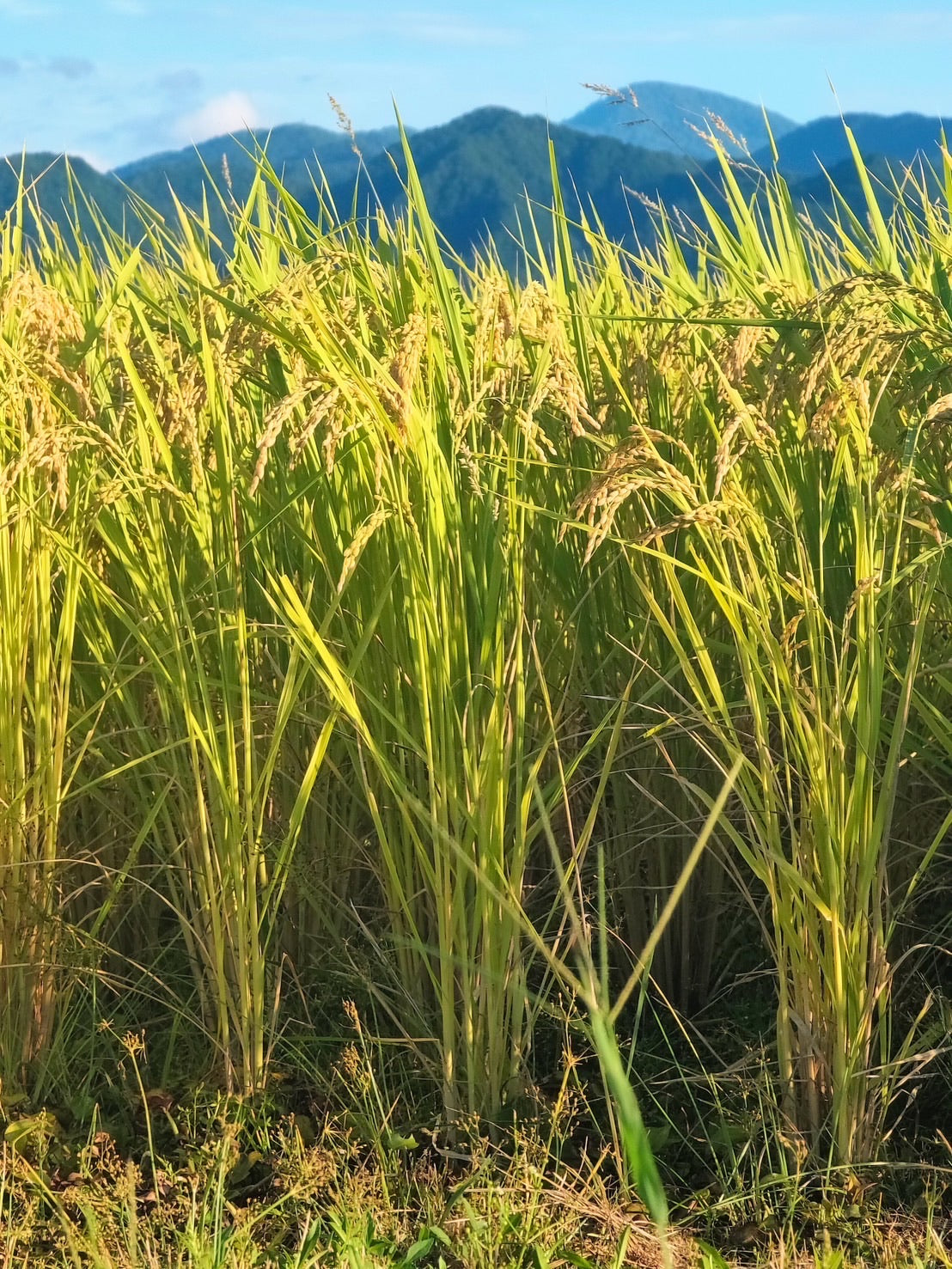 TEN 香り豊かな大粒のお米