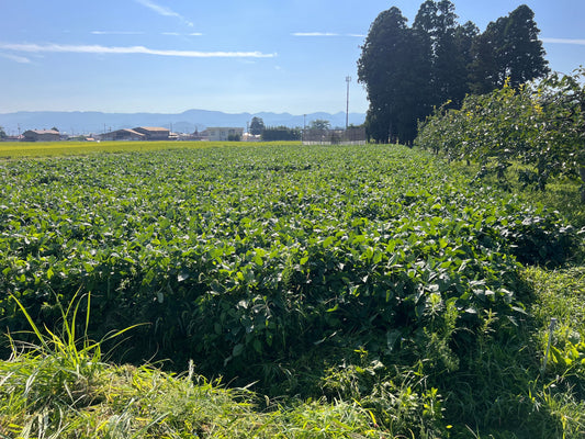 （株）ZEN-BUと連携した、大豆の不耕起栽培実験が成功中です！