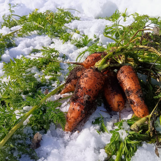 雪下にんじん