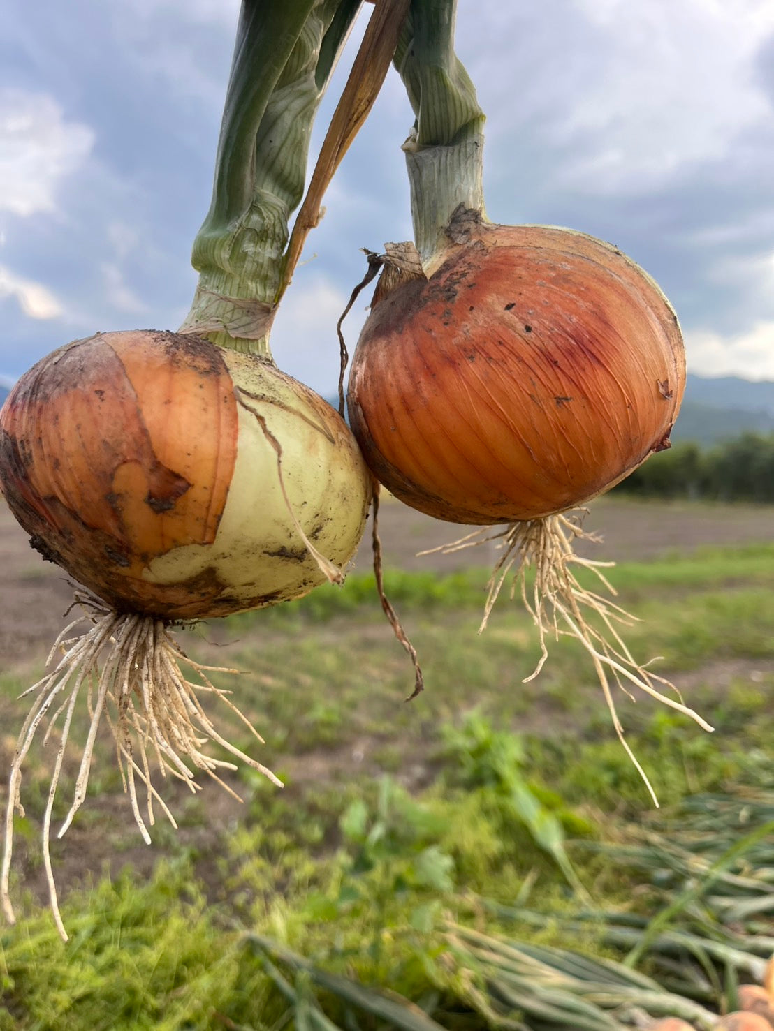 お米・野菜・大豆 – 自然農法無の会